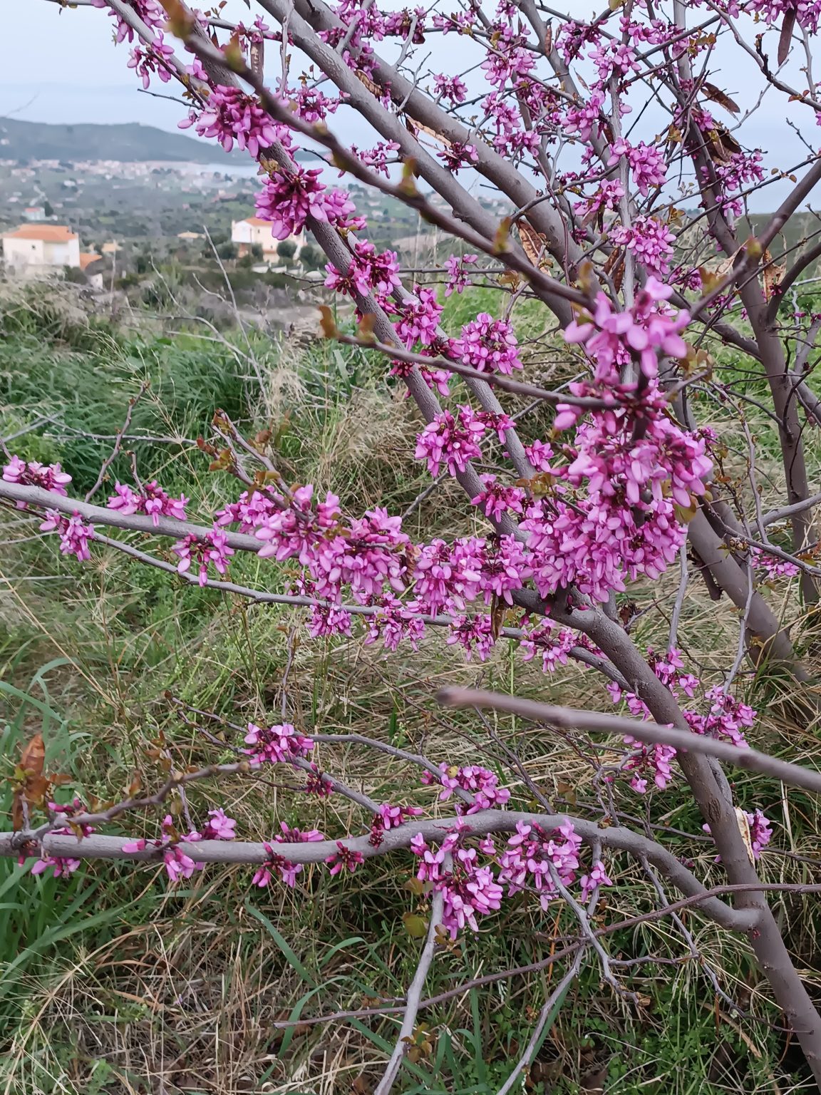 e67d36_24872a2f5442443ba51834d1a8e666b5~mv2