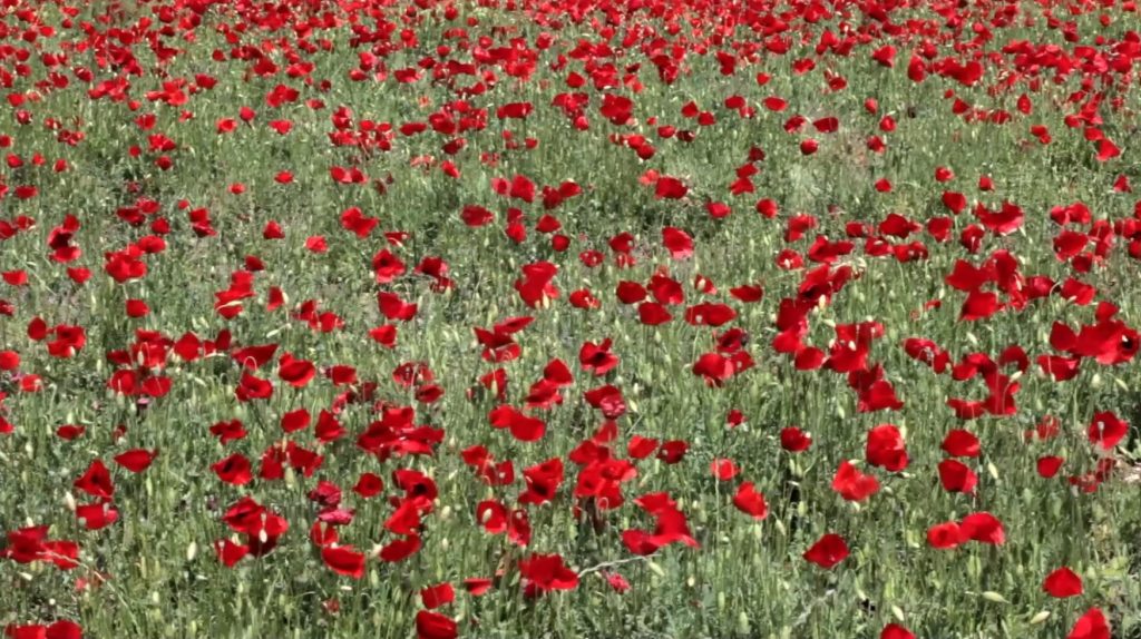 e67d36_2c8d4adb7c484cc7ba2a2a7470e0bc62~mv2