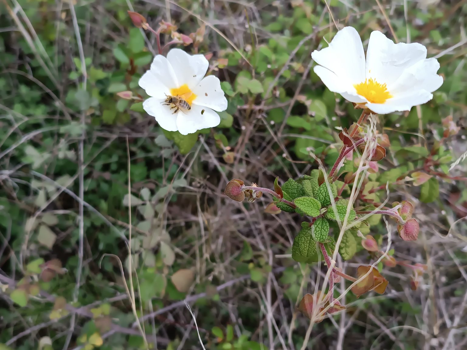 e67d36_7a3d4b9427894cc8b71d5763932b286f~mv2