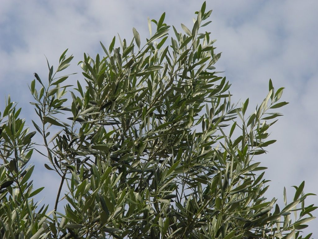 e67d36_b2b539d410f142c9a60cb90916b6334c~mv2