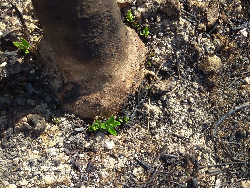 e67d36_d8a643d9eee94ab2b25e626611b5c228~mv2 (1)