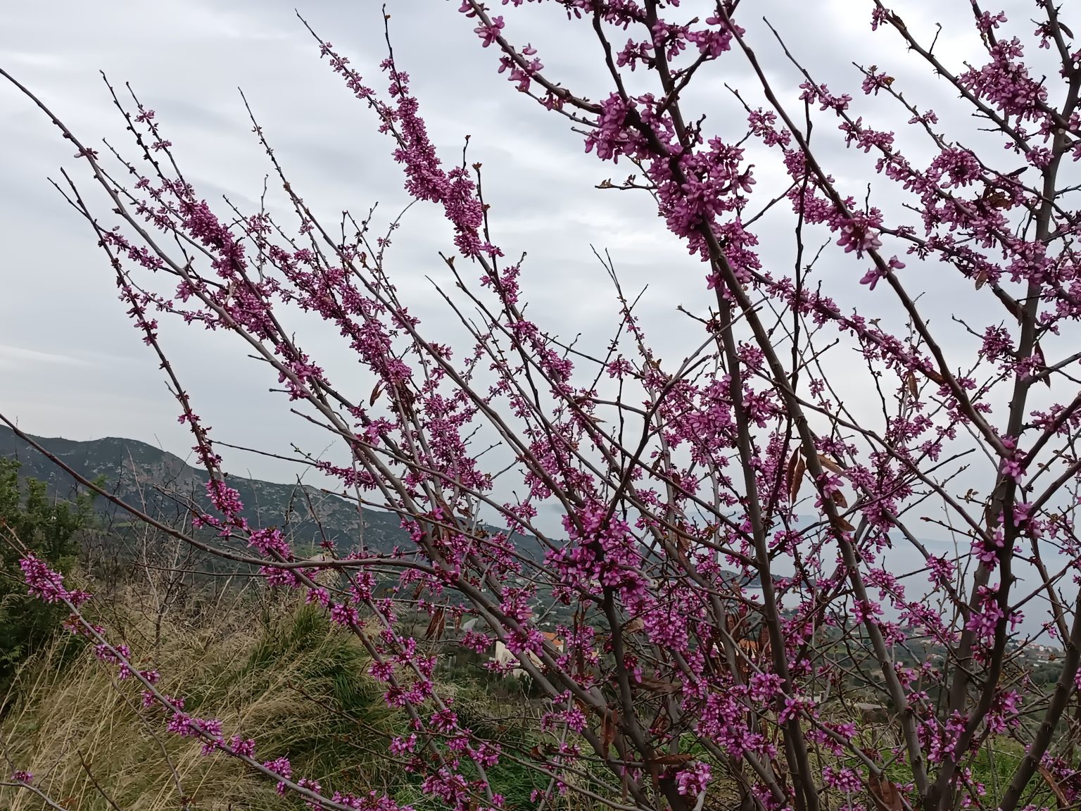 e67d36_e3df7e4b4c764856ac3f33c8a188e898~mv2