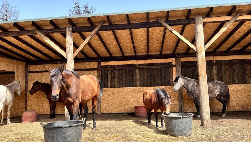 e67d36_e51004eaf0ec4e9198aacf27cf6437bb~mv2