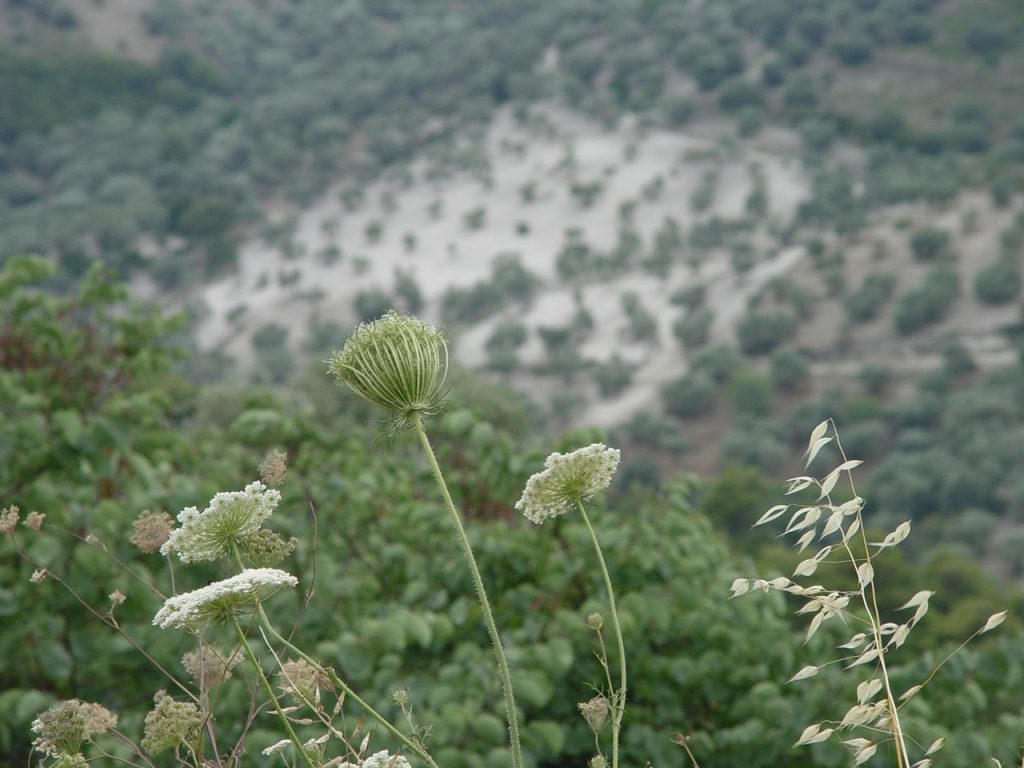 e67d36_e6e78378398a497293a52fb107394c0f~mv2